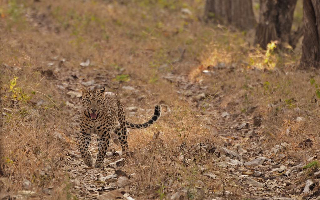 Evolve Back Kabini Begūr Dış mekan fotoğraf