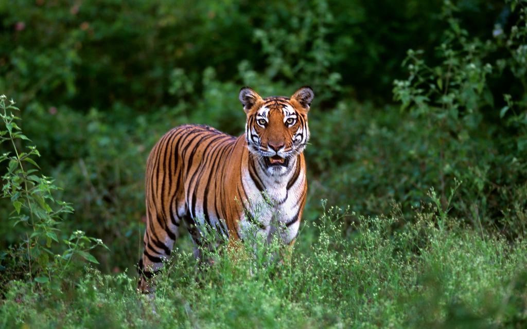 Evolve Back Kabini Begūr Dış mekan fotoğraf